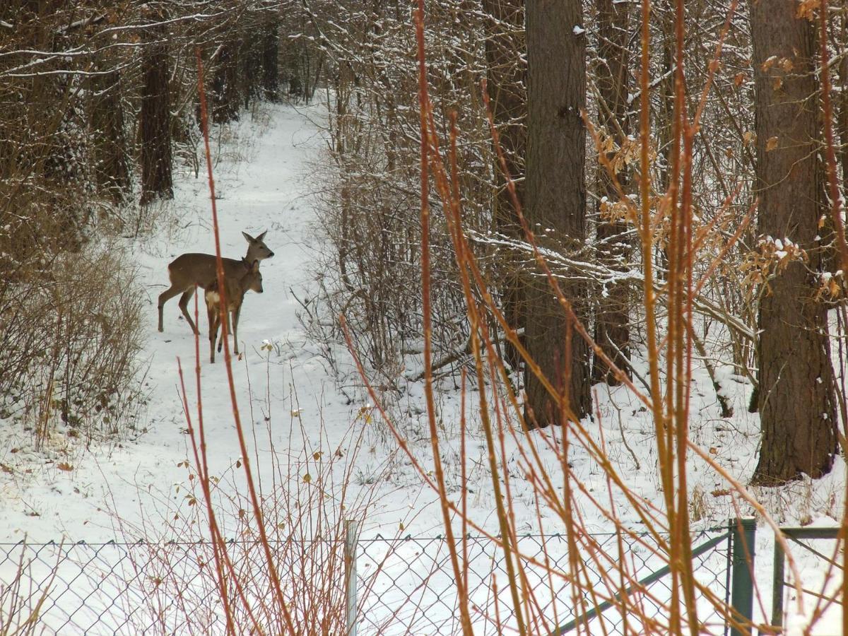 Ferienwohnung Wolf Nietwerder Esterno foto