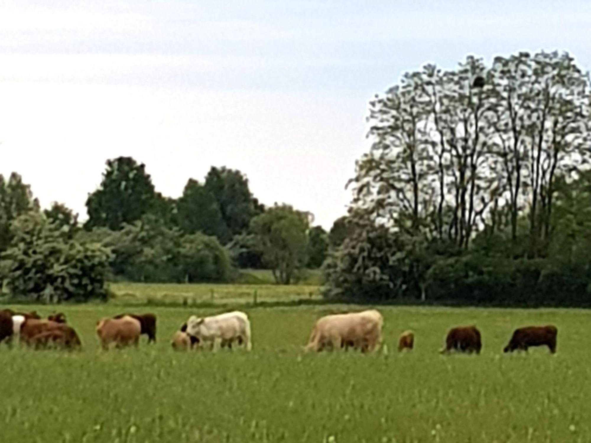 Ferienwohnung Wolf Nietwerder Esterno foto